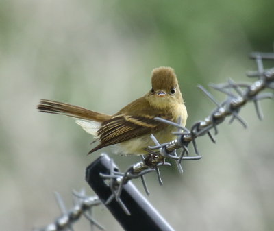 Pacific-slope Flycatcher