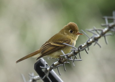 Pacific-slope Flycatcher