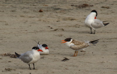 Caspian Tern