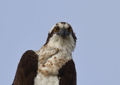 Osprey