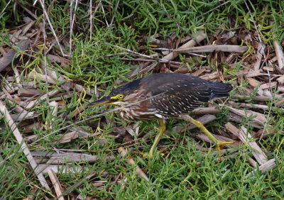 Green Heron