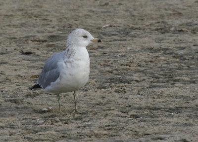 Ring-billed Gull