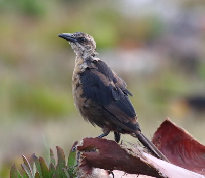Great-tailed Grackle