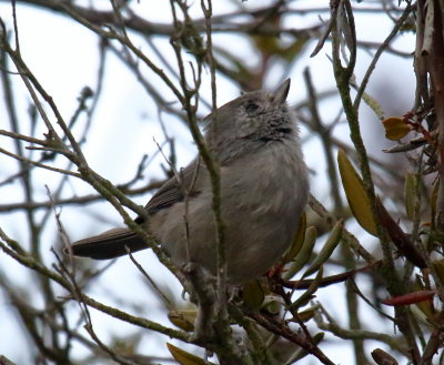 Oak Titmouse