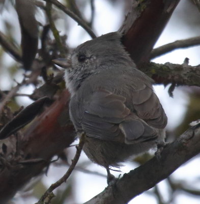 Oak Titmouse