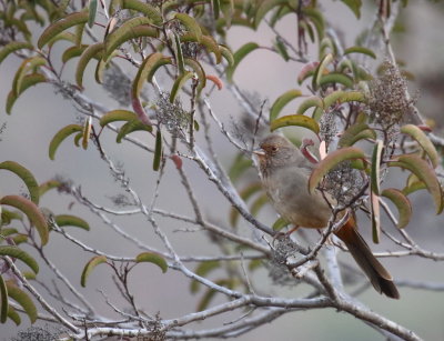 California Towhee