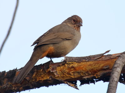 California Towhee