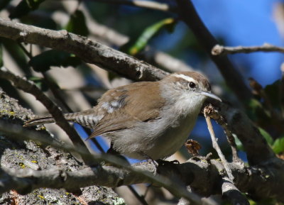 Bewick's Wren