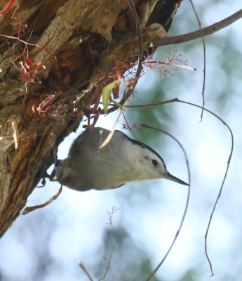 White-breasted Nuthatch