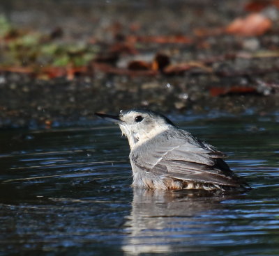 White-breasted Nuthatch