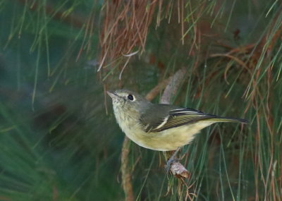 Hutton's Vireo