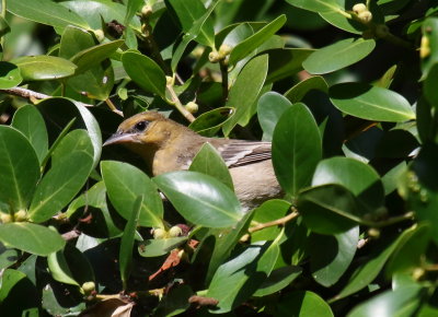 Bullock's Oriole