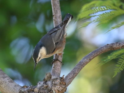 White-breasted Nuthatch