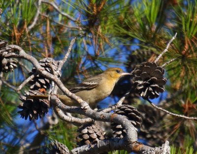 Bullock's Oriole