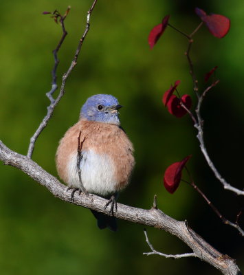 Western Bluebird