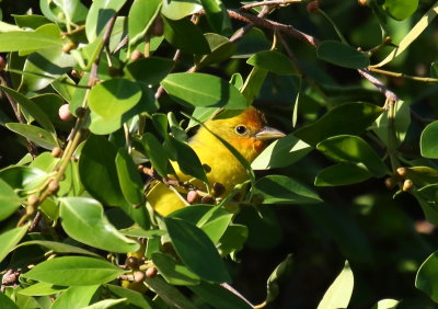 Western Tanager