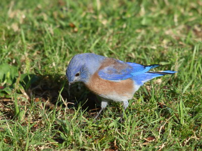 Western Bluebird