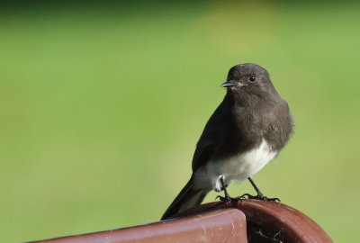 Black Phoebe