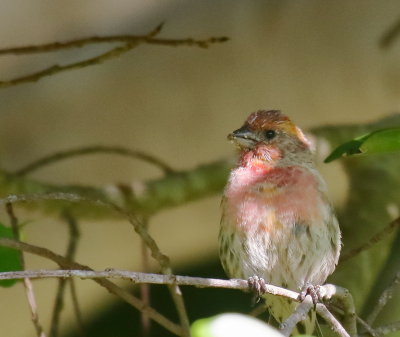 House Finch