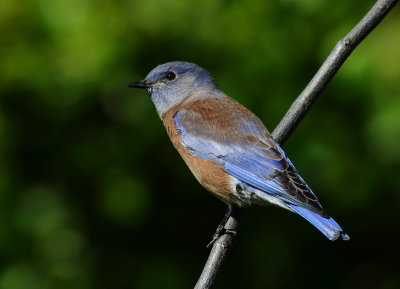 Western Bluebird