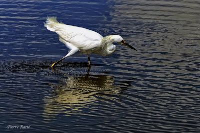 Aigrette neigeuse