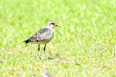 Golden-Plover-American HS2_6730.jpg