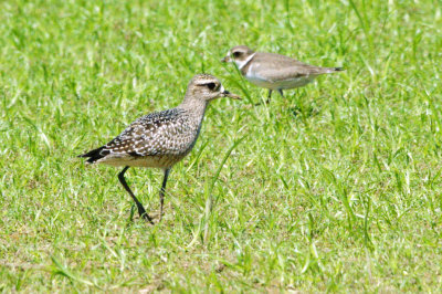 Golden-Plover-American HS2_6770.jpg