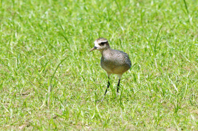 Golden-Plover-American HS2_6773.jpg