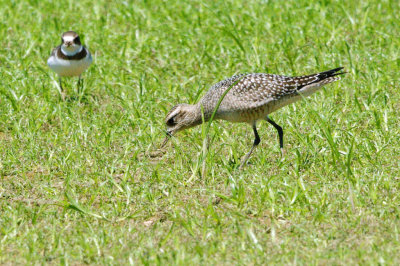 Golden-Plover-American HS2_6774.jpg