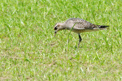 Golden-Plover-American HS2_6779.jpg