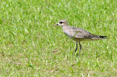 Golden-Plover-American HS2_6780.jpg