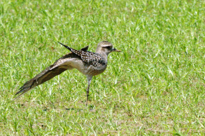 Golden-Plover-American HS2_6795.jpg