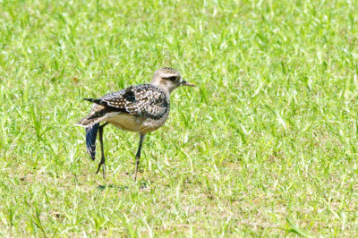 Golden-Plover-American HS2_6803.jpg