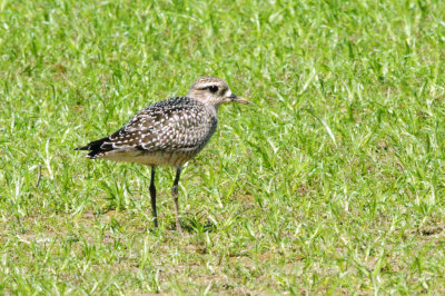 Golden-Plover-American HS2_6846.jpg