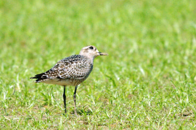 Golden-Plover-American HS2_6862.jpg