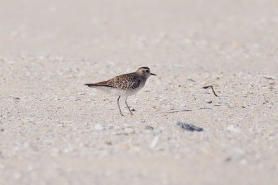 Golden-Plover_American H11_2959.jpg