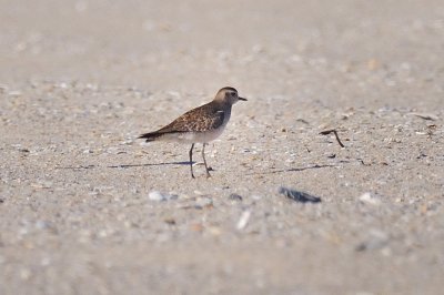 Golden-Plover_American H11_2963.jpg