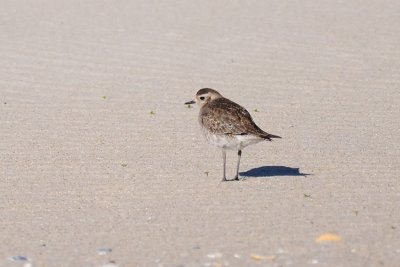 Golden-Plover_American H11_3016.jpg