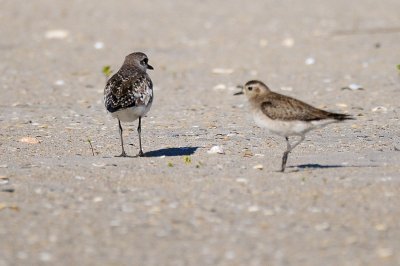 Golden-Plover_American Plover_Black-bellied H11_2891.jpg