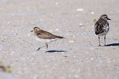 Golden-Plover_American Plover_Black-belliedH11_2896.jpg