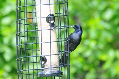 Cowbird_Shiny H11_3828.jpg