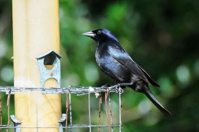 Cowbird_Shiny H11_3875.jpg