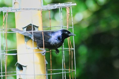 Cowbird_Shiny H11_3906.jpg