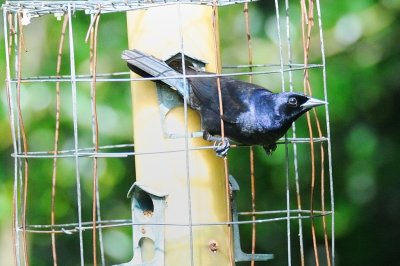 Cowbird_Shiny H11_3912.jpg