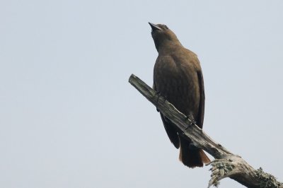 Cowbird_Shiny_ female H11_3717.jpg