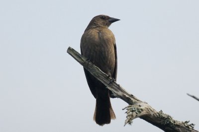 Cowbird_Shiny_ female H11_3725.jpg