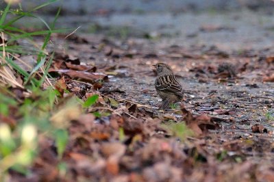 Sparrow_Golden-crowned H11_5521.jpg