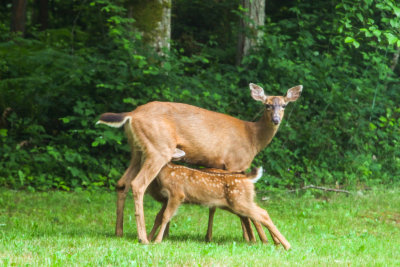 Backyard Deer and Fawns