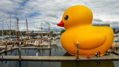2017-06-16 Rubber Ducky Tacoma 4.jpg