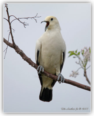 Pied Imperial Pigeon 